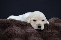 Rabbit , a male Golden Retriever for sale in Holmesville, OH – 3 of 10