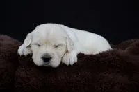 Tigger, a male Golden Retriever for sale in Holmesville, OH – 5 of 10