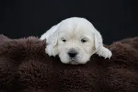 Tigger, a male Golden Retriever for sale in Holmesville, OH – 8 of 10