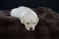 Rabbit , a male Golden Retriever for sale in Holmesville, OH – 4 of 10