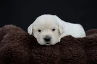 Eeyore, a male Golden Retriever for sale in Holmesville, OH – 8 of 10