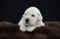 Pooh Bear, a male Golden Retriever for sale in Holmesville, OH – 2 of 9