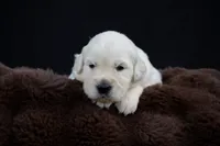 Pooh Bear, a male Golden Retriever for sale in Holmesville, OH – 7 of 9