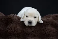 Eeyore, a male Golden Retriever for sale in Holmesville, OH – 7 of 10