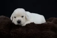 Eeyore, a male Golden Retriever for sale in Holmesville, OH – 6 of 10