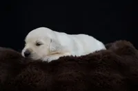 Piglet, a female Golden Retriever for sale in Holmesville, OH – 2 of 7