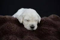 Robin, a male Golden Retriever for sale in Holmesville, OH – 2 of 6
