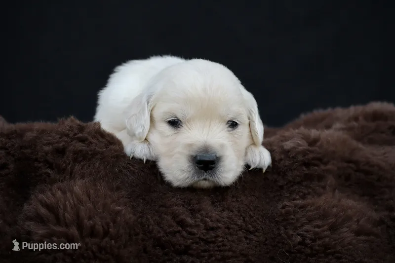 Eeyore – Golden Retriever puppy for sale in Holmesville, OH