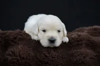 Eeyore, a male Golden Retriever for sale in Holmesville, OH – 1 of 10