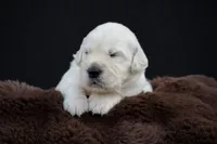 Pooh Bear, a male Golden Retriever for sale in Holmesville, OH – 4 of 9