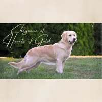 Eeyore, a male Golden Retriever for sale in Holmesville, OH – 9 of 10