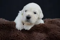 Pooh Bear, a male Golden Retriever for sale in Holmesville, OH – 5 of 9