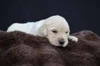 Rabbit , a male Golden Retriever for sale in Holmesville, OH – 6 of 10