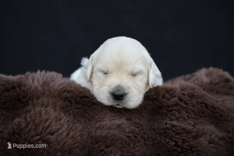 Piglet – Golden Retriever puppy for sale in Holmesville, OH