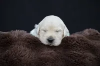 Piglet, a female Golden Retriever for sale in Holmesville, OH – 1 of 7