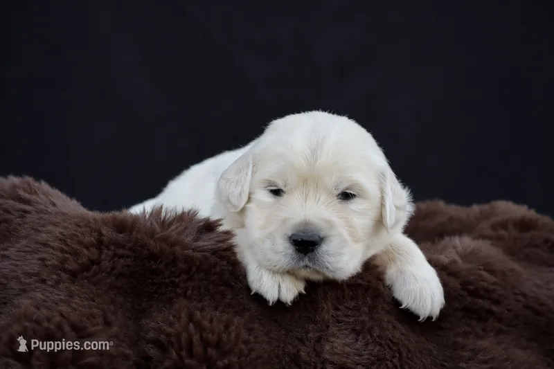 Tigger – Golden Retriever puppy for sale in Holmesville, OH