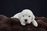 Tigger, a male Golden Retriever for sale in Holmesville, OH – 1 of 10