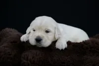 Tigger, a male Golden Retriever for sale in Holmesville, OH – 2 of 10