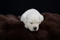 Pooh Bear, a male Golden Retriever for sale in Holmesville, OH – 6 of 9