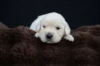 Eeyore, a male Golden Retriever for sale in Holmesville, OH – 2 of 10