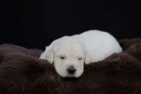 Robin, a male Golden Retriever for sale in Holmesville, OH – 3 of 6