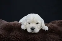 Tigger, a male Golden Retriever for sale in Holmesville, OH – 6 of 10