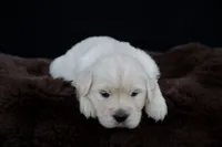 Tigger, a male Golden Retriever for sale in Holmesville, OH – 3 of 10