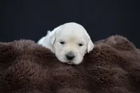 Piglet, a female Golden Retriever for sale in Holmesville, OH – 5 of 7