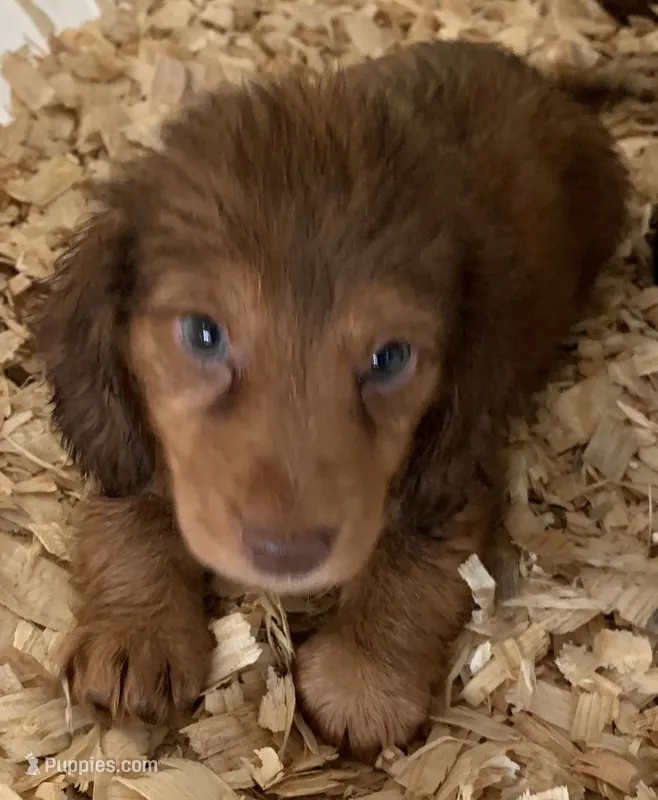 light red boy – Miniature Dachshund puppy for sale in Briggsville, AR