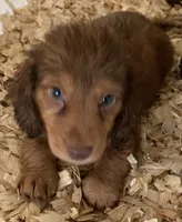 light red boy, a male Miniature Dachshund for sale in Briggsville, AR – 1 of 2
