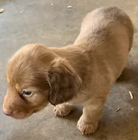 light red boy, a male Miniature Dachshund for sale in Briggsville, AR – 2 of 2