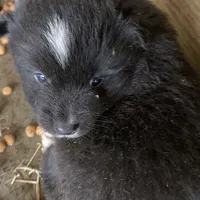 spot, a male Miniature Australian Shepherd for sale in Briggsville, AR – Photo 1 of 7