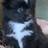 spot, a male Miniature Australian Shepherd for sale in Briggsville, AR – Photo 5 of 7