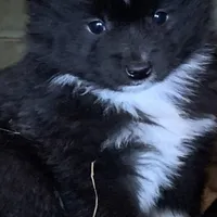 spot, a male Miniature Australian Shepherd for sale in Briggsville, AR – Photo 4 of 7