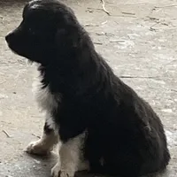 spot, a male Miniature Australian Shepherd for sale in Briggsville, AR – Photo 7 of 7
