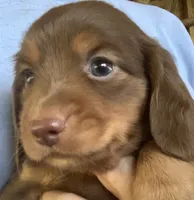 Chocolate chip, a male Miniature Dachshund for sale in Briggsville, AR – 1 of 2