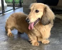 light red boy, a male Miniature Dachshund for sale in Briggsville, AR – 2 of 2