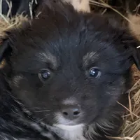 Handsome man, a male Miniature Australian Shepherd for sale in Briggsville, AR – Photo 4 of 5