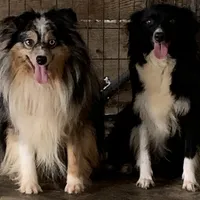 Handsome man, a male Miniature Australian Shepherd for sale in Briggsville, AR – Photo 2 of 5