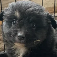 Handsome man, a male Miniature Australian Shepherd for sale in Briggsville, AR – Photo 1 of 5