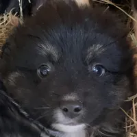 Handsome man, a male Miniature Australian Shepherd for sale in Briggsville, AR – Photo 5 of 5