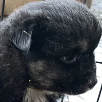 Handsome man, a male Miniature Australian Shepherd for sale in Briggsville, AR – Photo 3 of 5