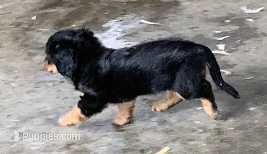 black and tan girl – Miniature Dachshund puppy for sale in Briggsville, AR