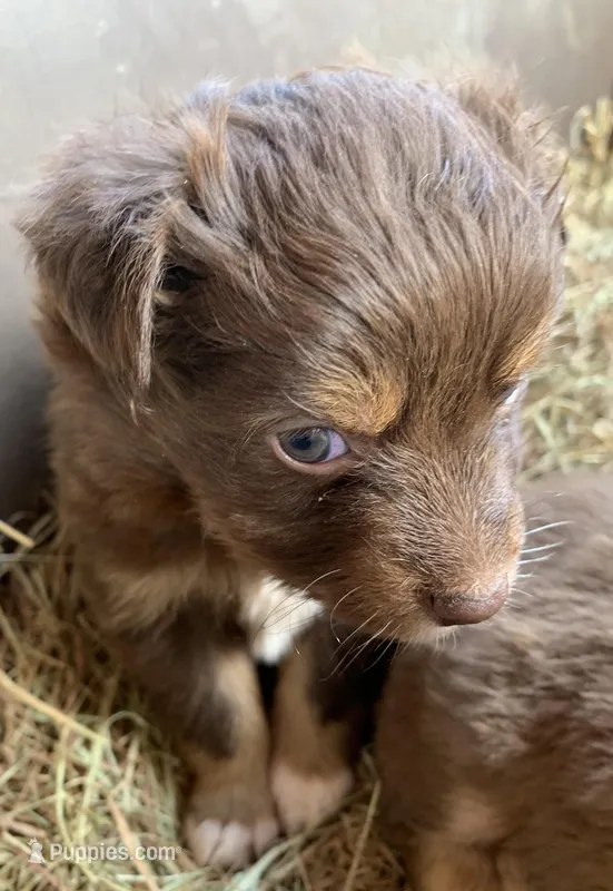 tippy toes – Toy Australian Shepherd puppy for sale in Briggsville, AR