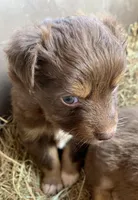 tippy toes, a male Toy Australian Shepherd for sale in Briggsville, AR – 1 of 2