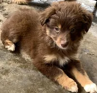 tippy toes, a male Toy Australian Shepherd for sale in Briggsville, AR – 2 of 2