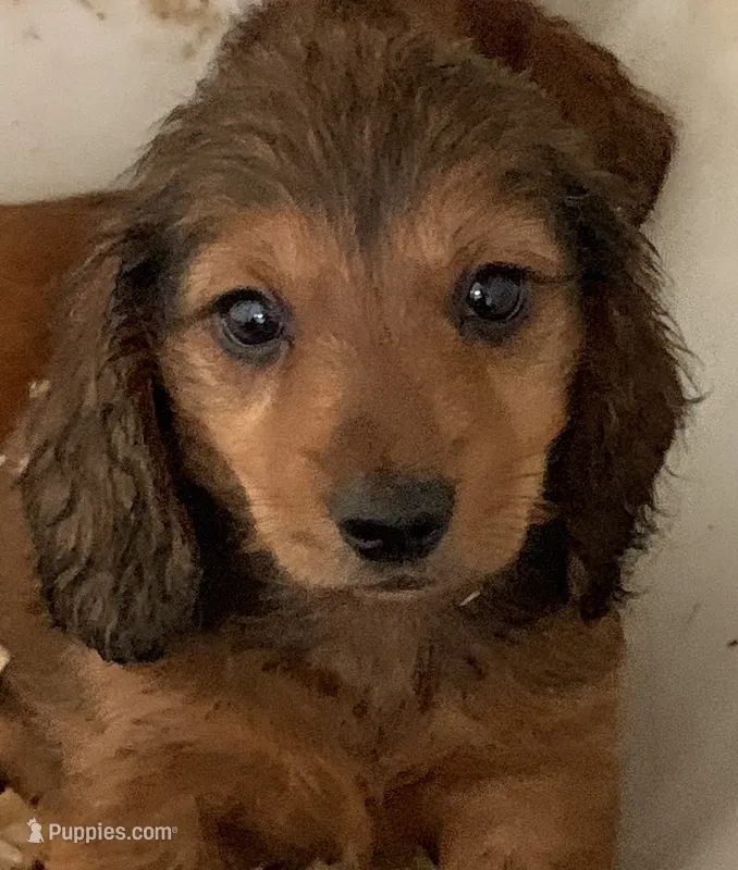 shaded red boy – Miniature Dachshund puppy for sale in Briggsville, AR