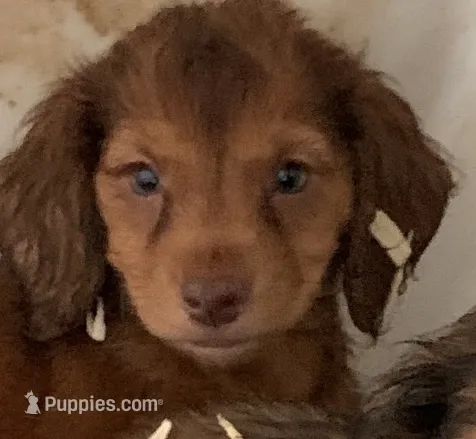 red girl – Miniature Dachshund puppy for sale in Briggsville, AR