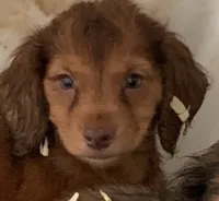 red girl, a female Miniature Dachshund for sale in Briggsville, AR – 1 of 2