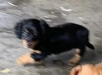 black and tan girl, a female Miniature Dachshund for sale in Briggsville, AR – 2 of 2